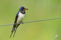 Vlaštovka obecná - Hirundo rustica - Barn Swallow 0307